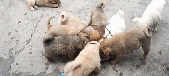 养10条肉狗一年多少利润,正常一年能赚多少钱