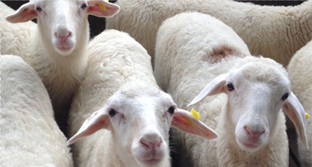 养10只羊需要多少钱，一年需要投资多少钱