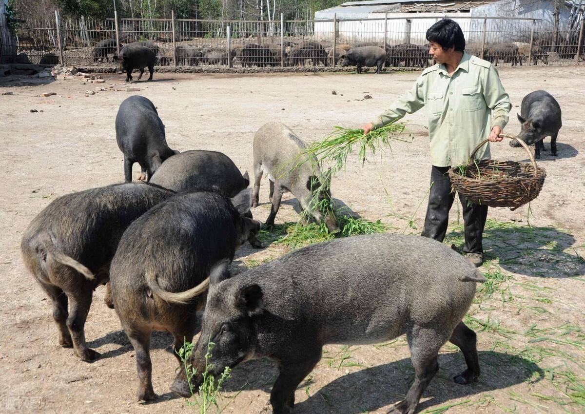 养10头野猪一年利润多少，在农村养殖野猪利润有多大
