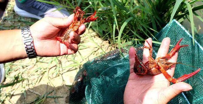 养殖小龙虾一年能赚多少钱，现在养小龙虾还能赚钱吗