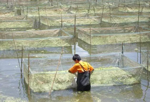 养殖一亩池塘黄鳝大约能挣多少钱?养黄鳝一亩田要投资多少钱