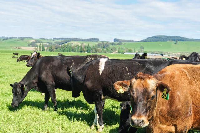 养殖30头肉牛,能赚多少钱?养殖30头肉牛一年利润