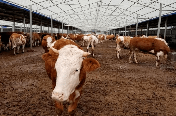 养殖30头肉牛，能赚多少钱？养殖30头肉牛一年利润