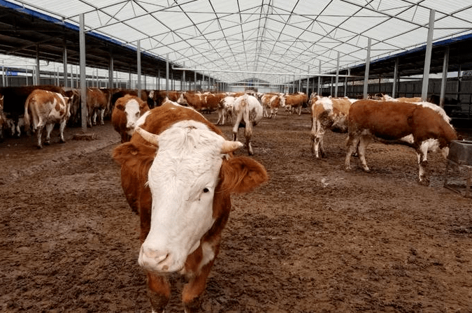 养殖30头肉牛,能赚多少钱?养殖30头肉牛一年利润