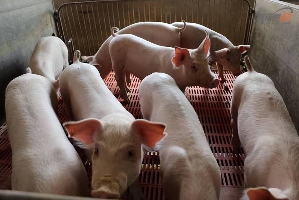 2023年养猪还能挣钱吗，2023年建议养猪吗