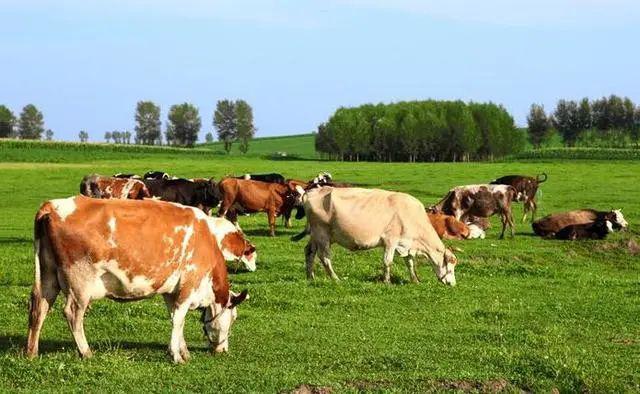 养一头牛的纯利润是多少？在农村养一头牛总共投资多少钱