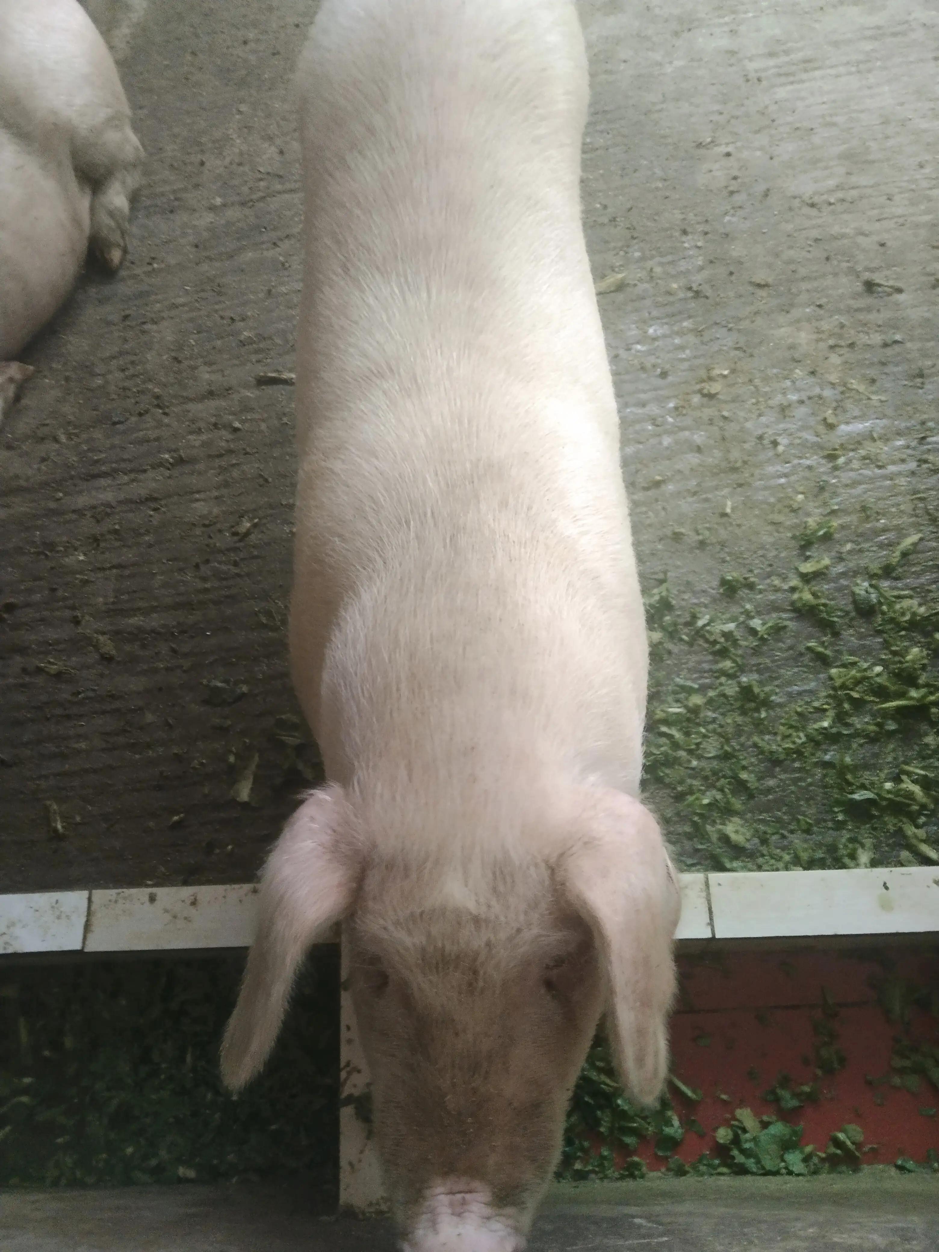 为什么香猪价格那么贵,农村香猪为什么比饲料猪贵