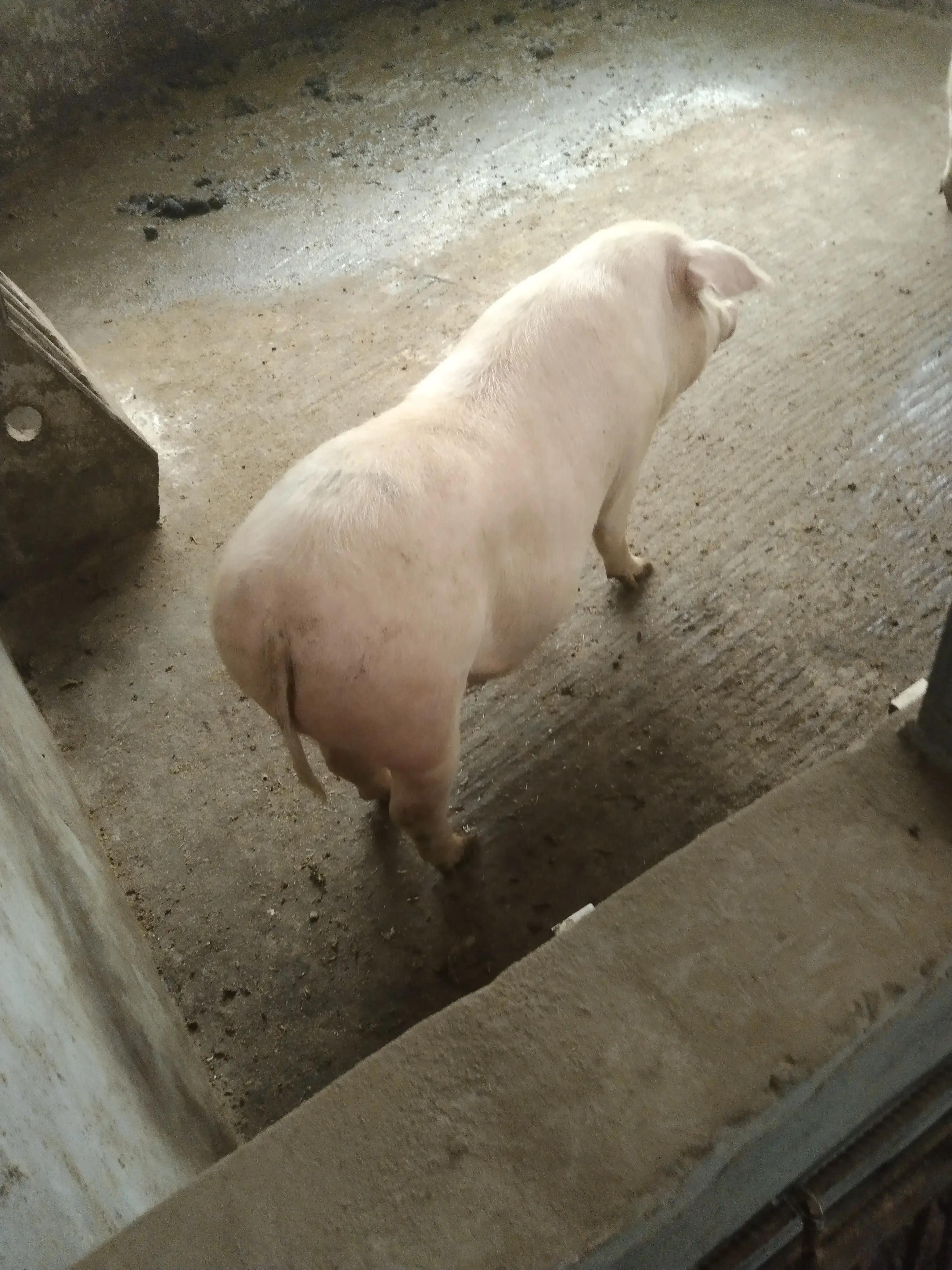 农村养一头300斤猪利润多少钱，成本要多少