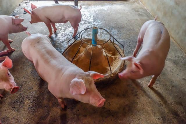 加盟温氏集团养猪具备什么样条件，养猪500头能赚多少钱？