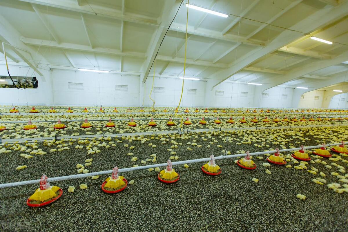 养种鸡有利润吗,现在的成本和利润是多少