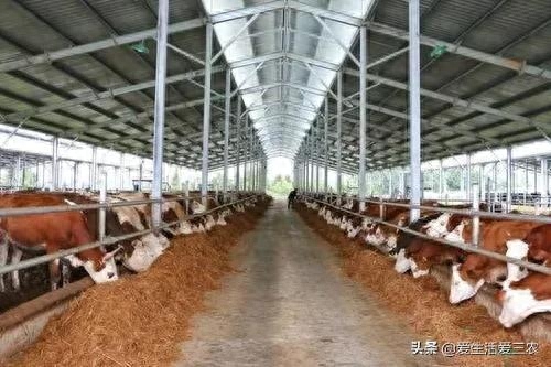 过来人细说养牛的利润与成本,养牛人看过来