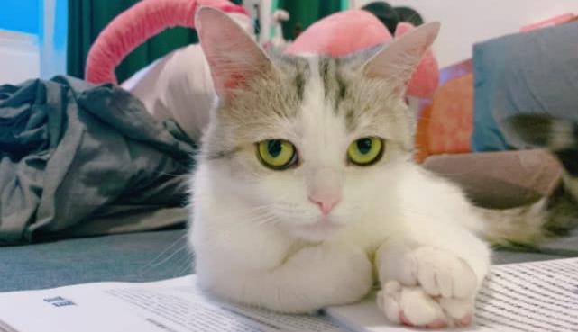 养猫花费高吗,猫奴们告诉你养猫一个月成本