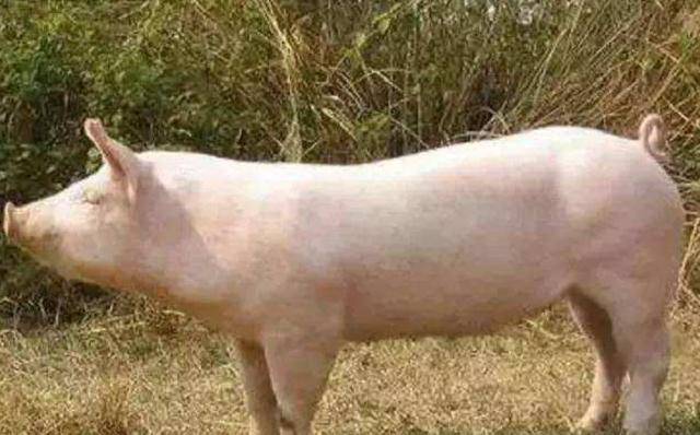 一头猪养到300斤成本，养到出栏成本多少